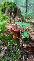 mushroom in the forest