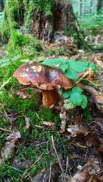 mushroom in the forest