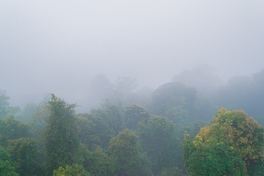 Misty morning at Dorrigo National Park, Australia. Low clouds drift through the lush rainforest canopy, creating a serene, dreamlike atmosphere among the towering treetops and dense foliage.