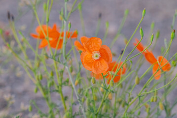 Papaver lateritium is a wild plant that grows naturally at altitudes above 2000 meters in the...