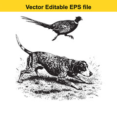 Obraz premium Bluetick Coonhound Vintage Black & White Hunting Dog Illustration with Pheasant – Standing, Jumping, and Hunting Pose