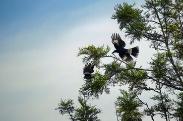 Australian Magpies (Gymnorhina tibicen)