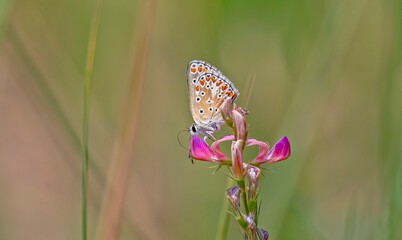 
Brown Argus (Polyommatus agestis) is a species found in Asia and Europe, as well as northern Africa.