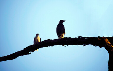 Noisy Miner (Manorina melanocephala) and an Australian Magpie (Gymnorhina tibicen)