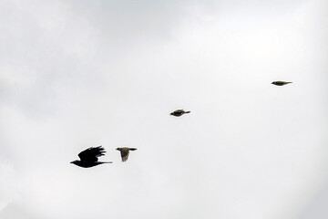 Noisy Miners (Manorina melanocephala) swooping on an Australian Raven