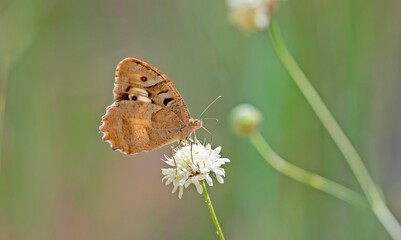 The Hermit (Chazara briseis) is commonly seen in the Nemrut Crater Lake at 2,247 altitude in Bitlis.	
