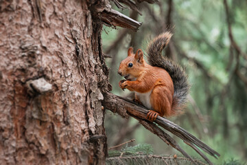 Eurasian red squirrel eating nuts while sitting on a broken branch of a pine tree in a green forest