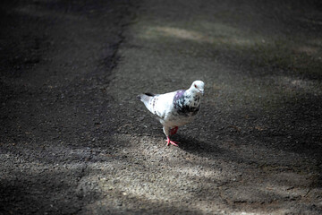 Rock Dove (Columba livia)