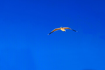 Silver Gull (Chroicocephalus novaehollandiae) in flight