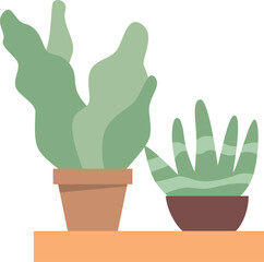Two pots with green succulent