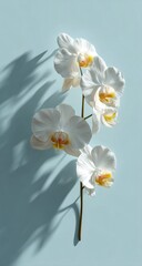 A delicate orchid branch against a pastel backdrop