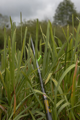 Fishing Rod in Tall Grass with Cloudy Sky and Trees in Belarus