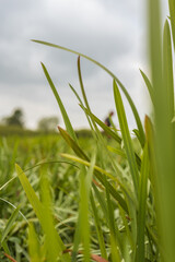 Close Up of Tall Green Grass in a Rural Field with Overcast Sky