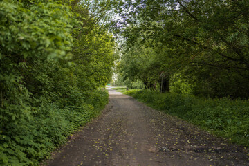 Fototapeta premium Shaded Rural Dirt Road with Green Canopy in Belarus Countryside