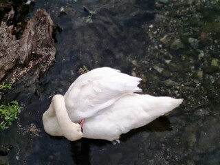 Graceful white swan with curved neck gently preening feathers in shallow, clear water