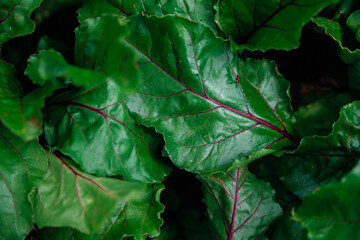 Green beetroot leaves with red stems. Beetroot in the garden. Young beets in spring. Natural, vibrant background and texture.