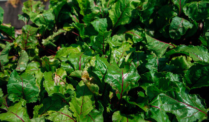 Green beetroot leaves with red stems. Beetroot in the garden. Young beets in spring. Natural, vibrant background and texture.