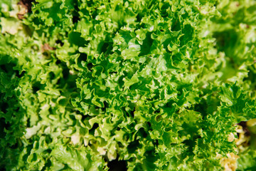 Green lettuce leaves in the garden. Natural background and texture. Organic farm. Healthy eating. Foods rich in vitamins. Agricultural industry.