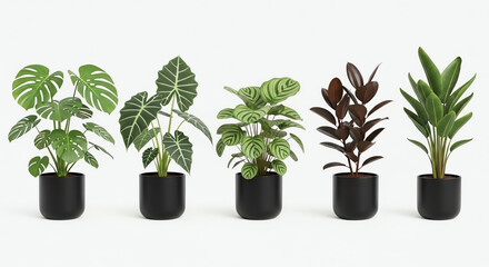 Fototapeta premium Collection of houseplants in black pots, isolated on white background