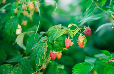 Raspberries on a branch in the garden. Juicy ripe raspberries on the branches. Pink berry. Summer harvest.