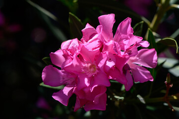 Beautiful pink oleander flowers blooming in Cyprus, a toxic yet widely used ornamental plant.