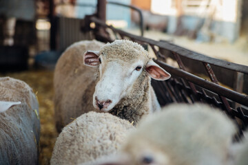 A group of sheep is standing in a barn and eating hay. Agriculture, sheep breeding. The animals stand exactly in a row and have lunch. © Cherkasova Alie