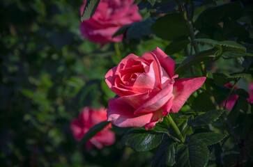 Luxurious pink rose blooming in botanical garden.