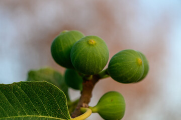 Close-up of a fig ripening on a tree branch under warm sunset light in Cyprus during summer.