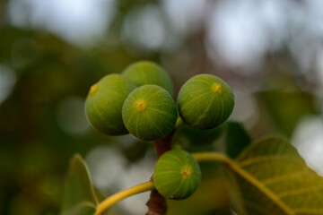 Fig Growing on Branch in Golden Sunset — Cyprus Nature