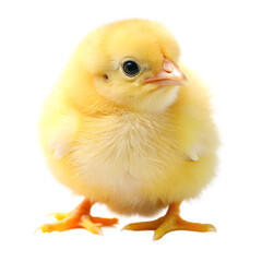 Obraz premium yellow little chick isolated on white background, png, ai generated.