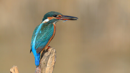 kingfisher on a branch and eating fish
