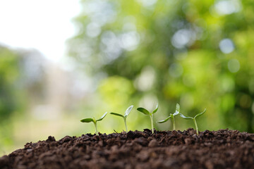 small vegetable sprout line up growing with visible water droplets