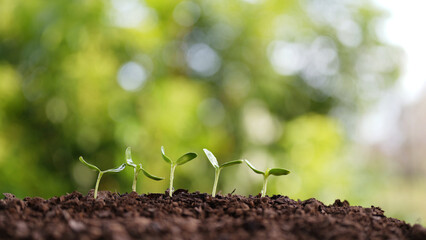 small vegetable sprout line up growing with visible water droplets