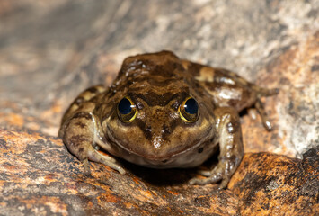 A beautiful Cape River Frog (Amietia fuscigula) near a stream on a warm evening in the Western Cape, South Africa