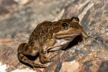 A beautiful Cape River Frog (Amietia fuscigula) near a stream on a warm evening in the Western Cape, South Africa