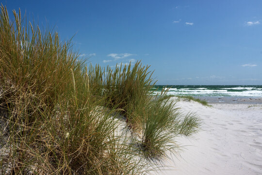 D&uuml;ne und Strandhafer am Strand von Vitte, Ostsee Insel Hiddensee, Mecklenburg-Vorpommern