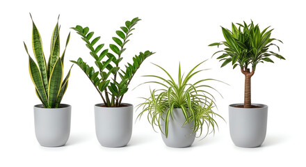 Obraz premium Assorted indoor plants isolated on white background