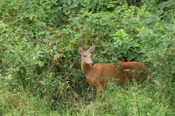 White Tailed Deer at Parkville Nature Sanctuary