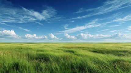 Fototapeta premium field of grass and perfect sky no logos no brands ar 169