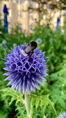 Urban biodivercity: bumblebee on a globe thistle (Echinops) flower close-up