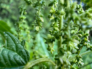 Common nettle (Urtica dioica) seeds growing in a sunny summer field.