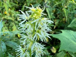 Echinocystis lobata, commonly known as wild cucumber or lobed echinocystis, is an annual herbaceous...