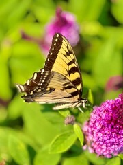 Black Yellow Tiger Swallowtail Butterfly on a dwarf fuchsia butterfly bush in the New York summer heat. Colorful, bold, fragrant backyard cottage style garden.  lush natural feel in a suburban area.  
