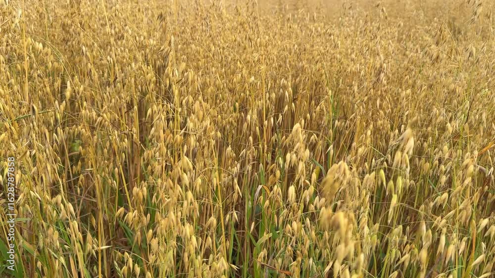 Poster ripe golden oat field undulating softly under gentle wind, creating mesmerizing waves across expansi