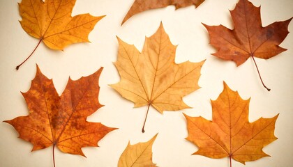 Obraz premium Fallen Maple Leaves in Autumn Colors Pattern on Beige Background