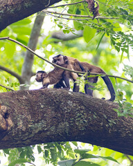Brown Capuchin Monkeys on Tree Branch in Tropical Forest Canopy