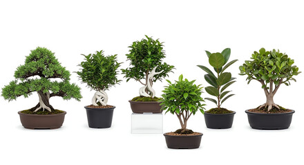 Collection of bonsai trees isolated on white background