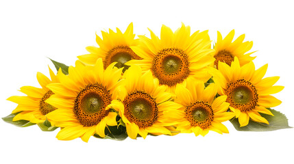 Group Bright Yellow Sunflowers Isolated