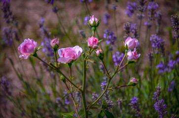 Delicate pink rose buds on a bush blooming in the garden.