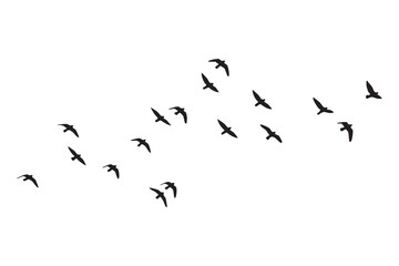 A Small Flock of Black Bird Silhouettes Flying in Formation Against a White Background birds